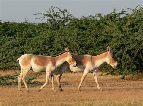 Rann Utsav - Top Reasosn to Visit Kutch Rann Utsav 2021- 2022