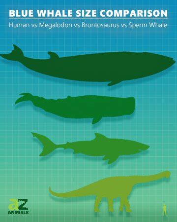 Blue Whale Size Comparison: Just How Big is the Biggest Animal in the ...