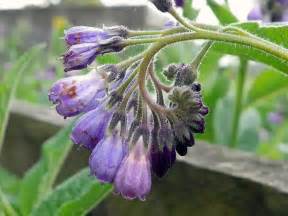 Comfrey Uses | The Practical Homestead