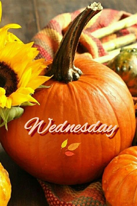 Wednesday Happy Wednesday, Pumpkin, Autumn, Seasons, Daze, Simple ...