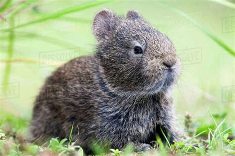 Volcano rabbit (Romerolagus diazi) Milpa Alta forest, Mexico, September ...