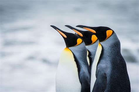 4K Penguin Wallpapers - Top Free 4K Penguin Backgrounds - WallpaperAccess