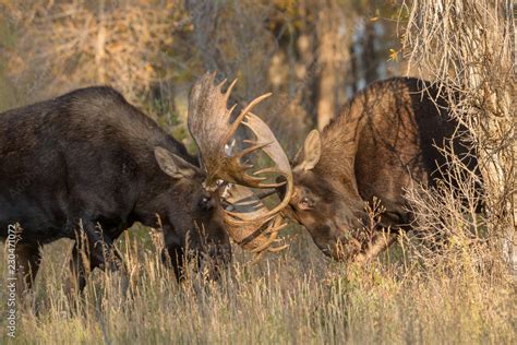 Bull Moose fighting Stock Photo | Adobe Stock