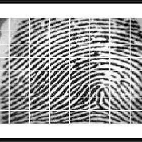 1 fingerprint patterns: a-Arch (A). b-Tented Arch (T). c-Left Loop (L ...