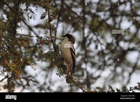 Birds of Lake Tana Stock Photo - Alamy