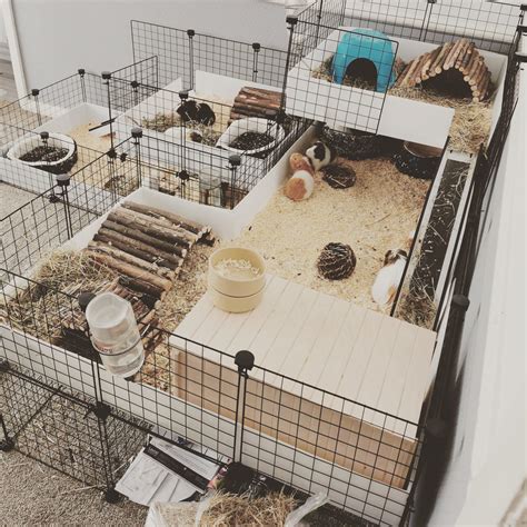 How Many Guinea Pigs Should You Get? - C and C Guinea Pig Cages