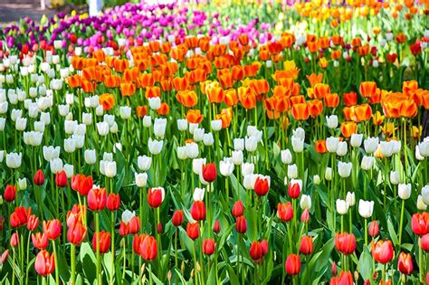 Tulips Color Paint Rain Or Shine - Paint Color Ideas