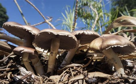 Incorporating King Stropharia into your garden — Alchemystic Fungi