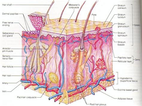 skin diagram to label - Google Search | Skin anatomy, Skin structure ...