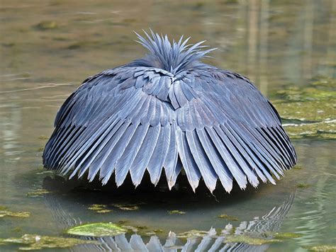 Cause, Science! : The Black Egret is a species of bird that...