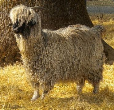 Raising Angora Goats - Ronan Country Fibers