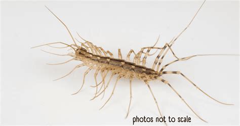 Bathroom Bugs Identification - 15 Bugs You'll See in a Bathroom