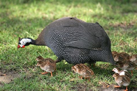 Guinea Fowl Keets (Local Breed | Day-Old | 40 Keets per Carton ...