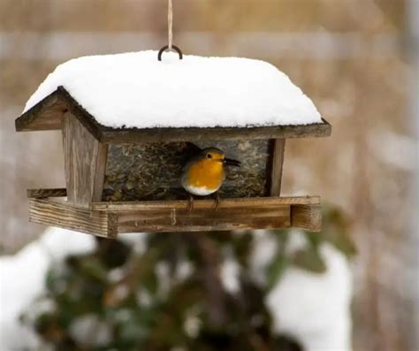 How to Build a Woodpecker Feeder? - Birds Tracker