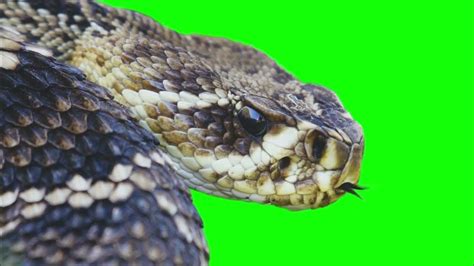 Snake Green Screen - Free Footage - YouTube