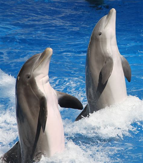 Dolphin Facts - KidsPressMagazine.com