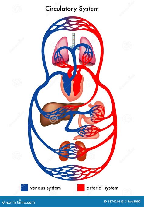 Human Circulatory System Diagram