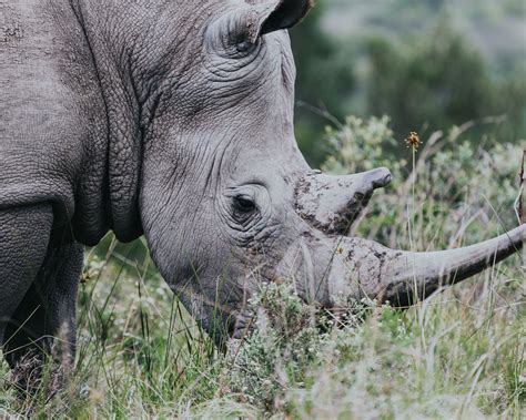 A Game of Horns: Transnational flows of rhino horn | Global Initiative