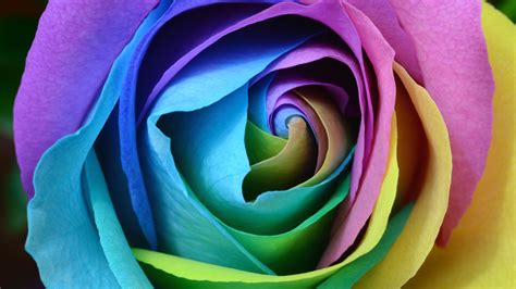 wallpaper rose, multicolored, rainbow, bud, petals HD : Widescreen ...