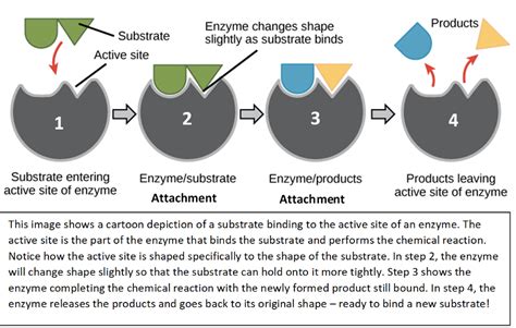 Substrate – NC DNA Day Blog