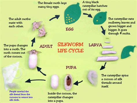 Silkworm lifecycle display case