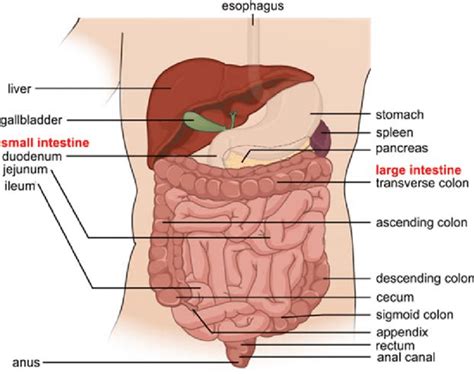 Gastrointestinal Tract Anatomy