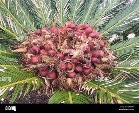 What Does a Sago Palm Seed Look Like: A Guide to Identifying Your Sago ...