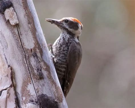 Arizona woodpecker - Facts, Diet, Habitat & Pictures on Animalia.bio