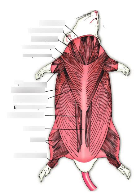 Exercise 48 - Ventral View of Rat (Muscles) Diagram | Quizlet