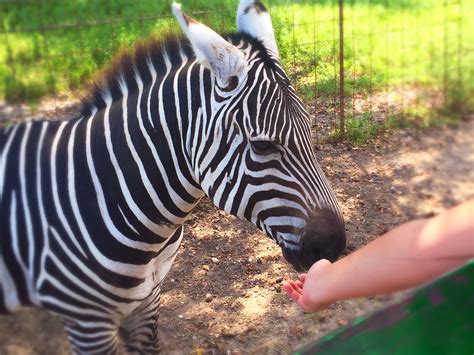 Bayou Wildlife Zoo - VisitAlvin.com - Home of the Alvin Convention ...