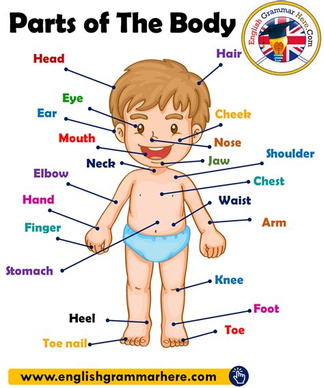 Parts of The Body in English, Parts of Human Body - English Grammar Here