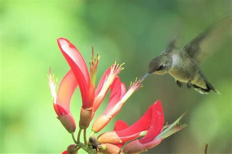 Flora dan Fauna Hutan Hujan Tropis - Tanjung Pinang Pos