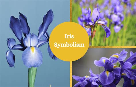 Iris – Symbolism and Meaning - Symbol Sage