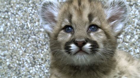 Zoo staff dote on orphaned cougar cubs | Zooborns | Earth Touch News