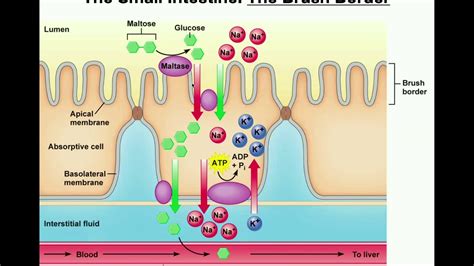 Pancreatic and Brush Border Enzymes of the Small Intestine - YouTube