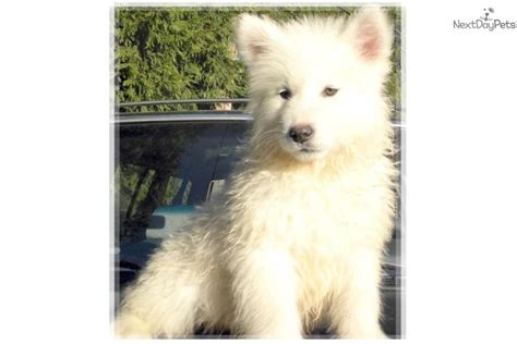 Giant Wolamutes: Wolf Hybrid puppy for sale near Las Vegas, Nevada ...