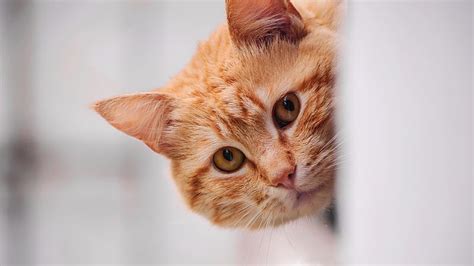 Orange Cat With Orange Eyes Cat, HD wallpaper | Peakpx