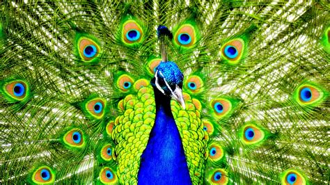 Download Animal Peacock HD Wallpaper