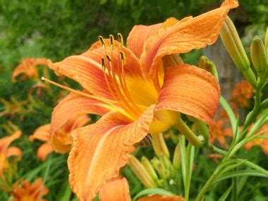 Orange Daylily: Pictures, Flowers, Leaves & Identification ...