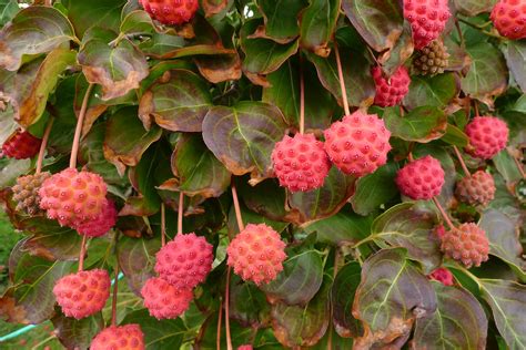 Wild Harvests: Kousa Dogwood, another urban wonder