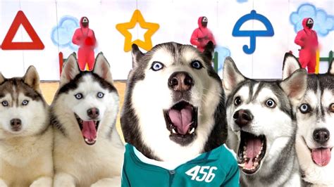 Huskies Play Squid Game In Real Life! 😍🐺 (SO CUTE) - YouTube