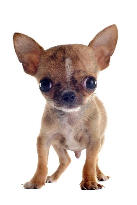 Unique Chihuahua Dog Names For Your One And Only