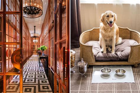 Our Guide to the Best Pet-Friendly Hotels