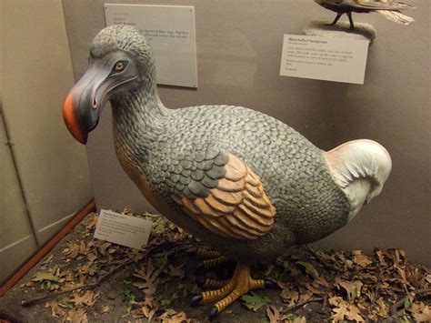 dodo bird at the Field Museum | ウェブヒトデ