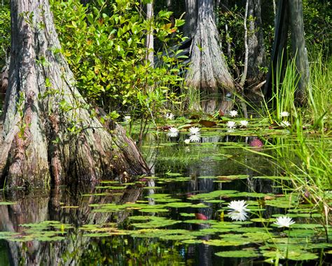 Okefenokee Swamp | (Explore! July 28, 2009, best position #2… | Flickr