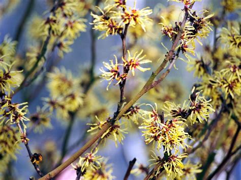 Pflegeleichte Gartenpflanzen: Die Top 10 für draußen - Plantura ...