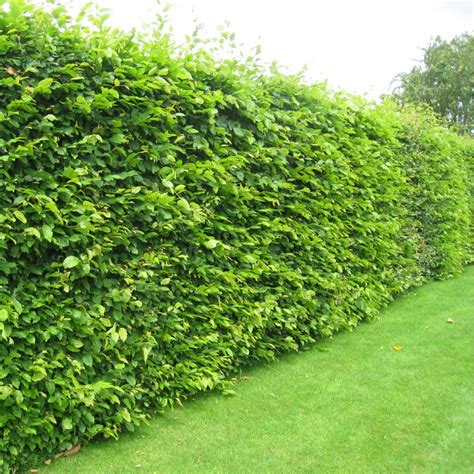 Die besten 25+ Hornbeam hedge Ideen auf Pinterest | Garten-screening ...