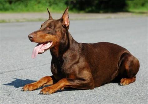 Brown Doberman Pinscher Dog Breed Information - Pet Care Stores