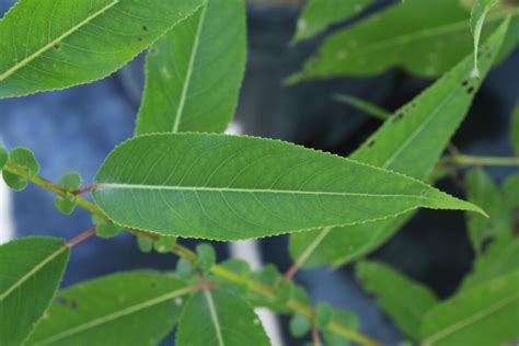 Peachleaf Willow leaf 1 - Ontario Native Plant Nursery | Container ...