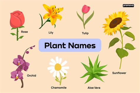 List Of Types Of Plants